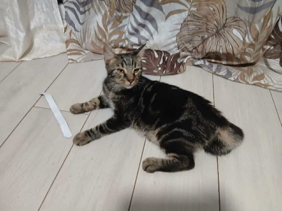 Adopter Coffea