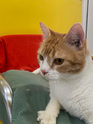 Adopter Machu