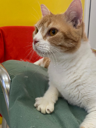 Adopter Machu