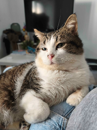 Adopter Khnoum