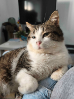 Adopter  chat : Khnoum