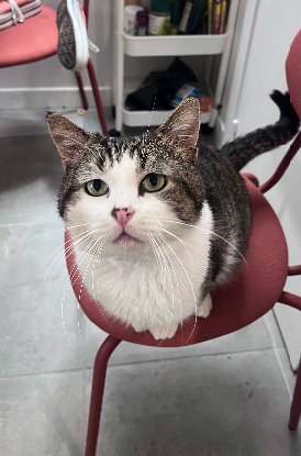 Adopter Khnoum