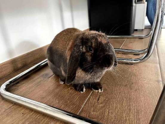 Adopter Loulou