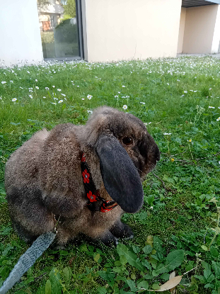 Adopter Loulou