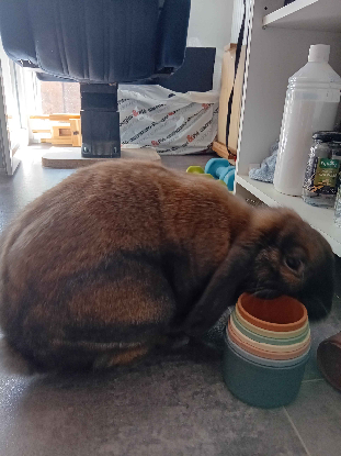 Adopter Loulou