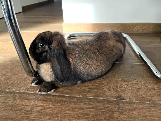 Adoption Loulou