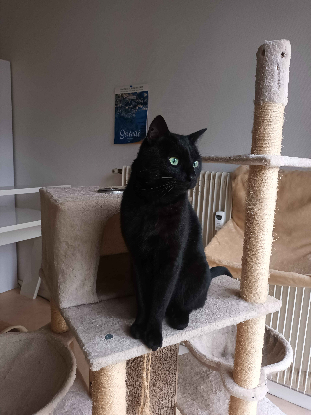 Adopter Dibona
