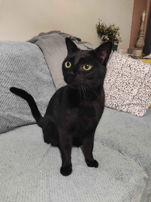 Adopter Dibona
