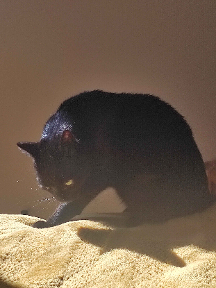 Adopter Dibona