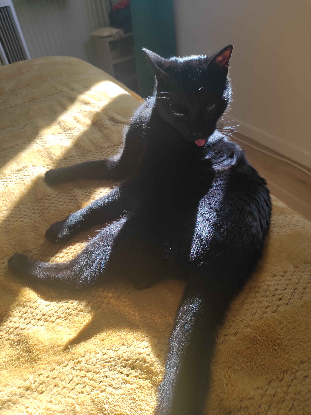 Adoption Dibona