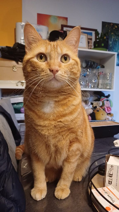 Adopter Oscar