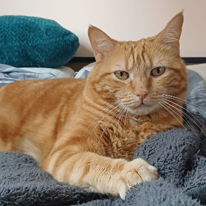 Adopter Oscar
