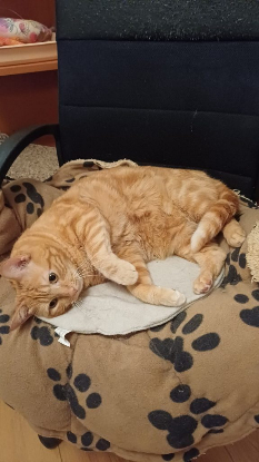 Adoption Oscar