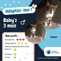 Adopter  chat : Baby's