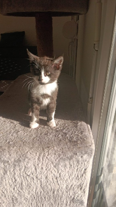 Adopter Baby's