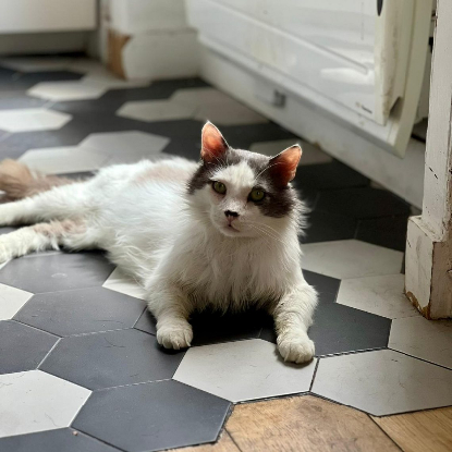 Adopter Thor