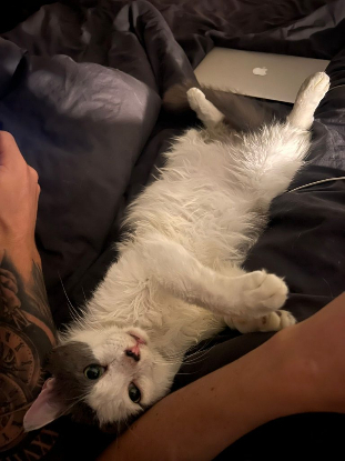 Adopter Thor