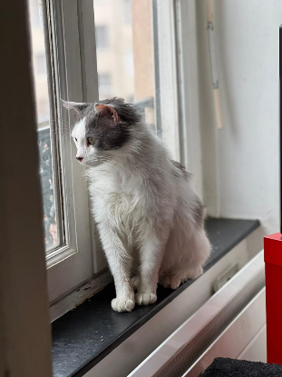 Adoption Thor