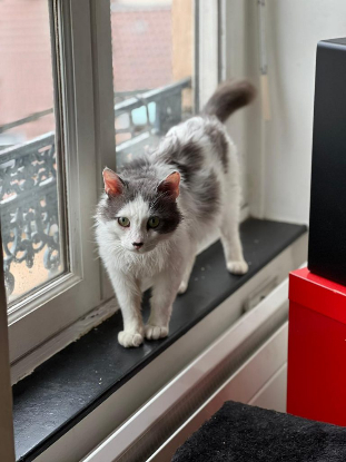 Adoption Thor