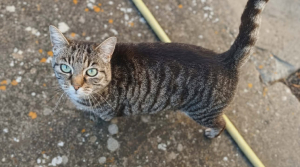 Adopter  chat : Violette