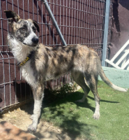 Adopter  chien : Letizia