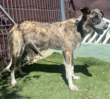 Adopter Letizia