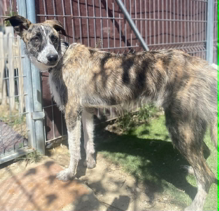 Adopter Letizia