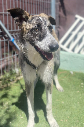 Adoption Letizia