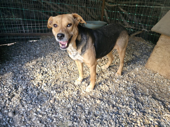Adopter Prunelle