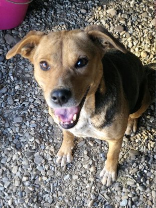 Adopter Prunelle
