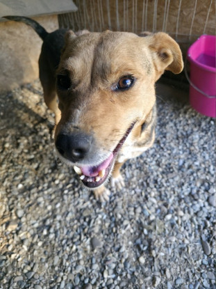 Adoption Prunelle
