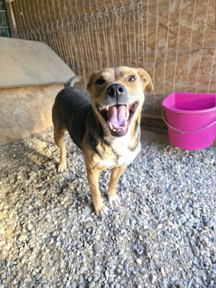 Adoption Prunelle