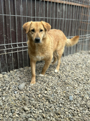 Adopter Praline