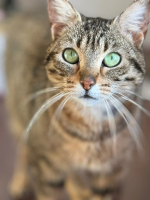 Adopter  chat : Ness