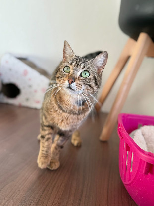 Adopter Ness