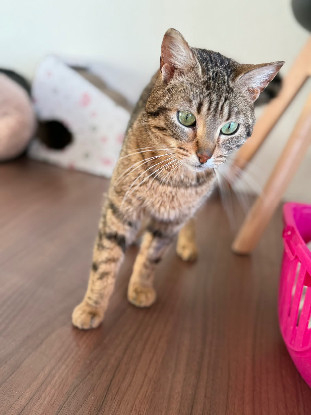 Adoption Ness