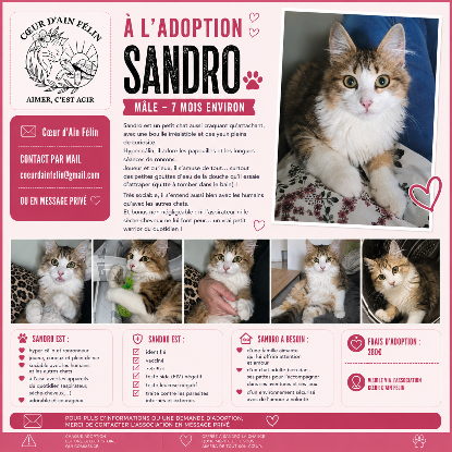 Adopter Sandro