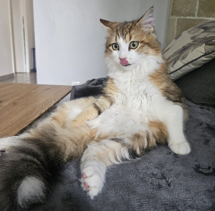 Adopter Sandro