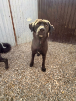 Adopter  chien : Lise