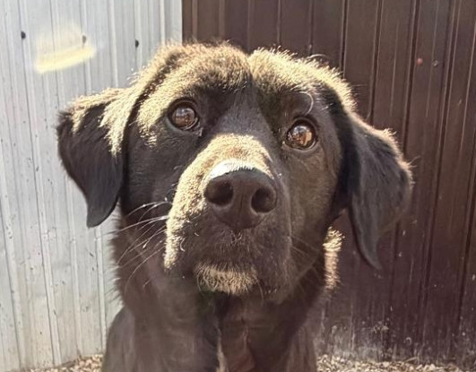 Adopter Lise