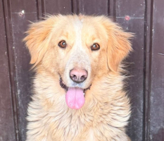 Adopter  chien : Keline