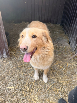 Adopter Keline