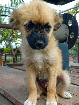 Adopter Ambre