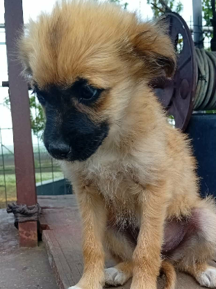 Adopter Ambre