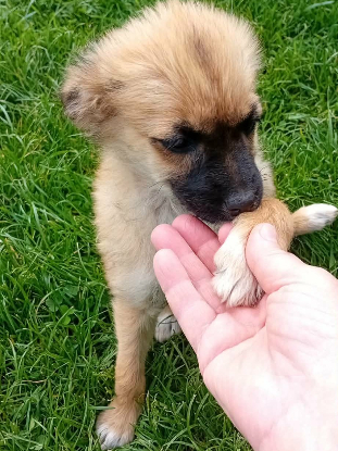 Adopter Ambre