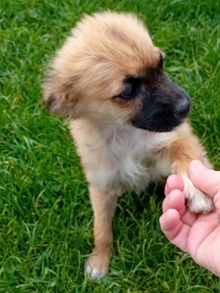 Adoption Ambre