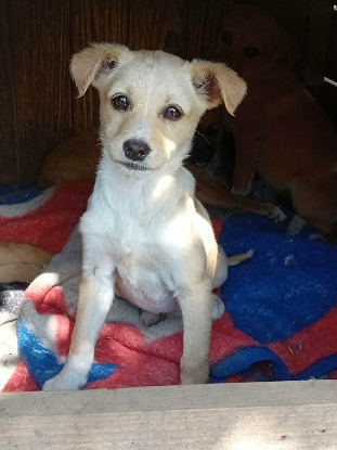 Adopter Opale