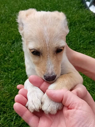 Adopter Opale