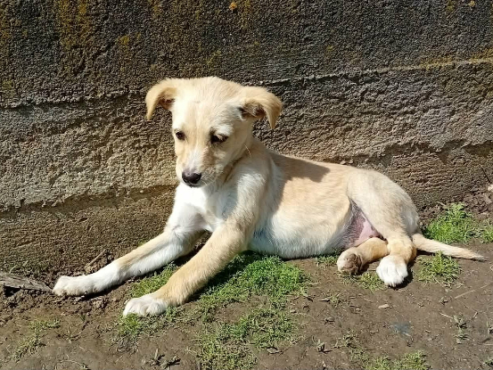 Adopter Opale