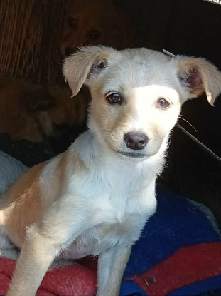 Adoption Opale